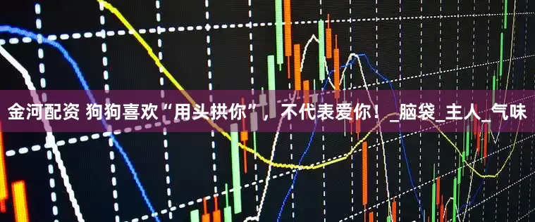 金河配资 狗狗喜欢“用头拱你”，不代表爱你！_脑袋_主人_气味